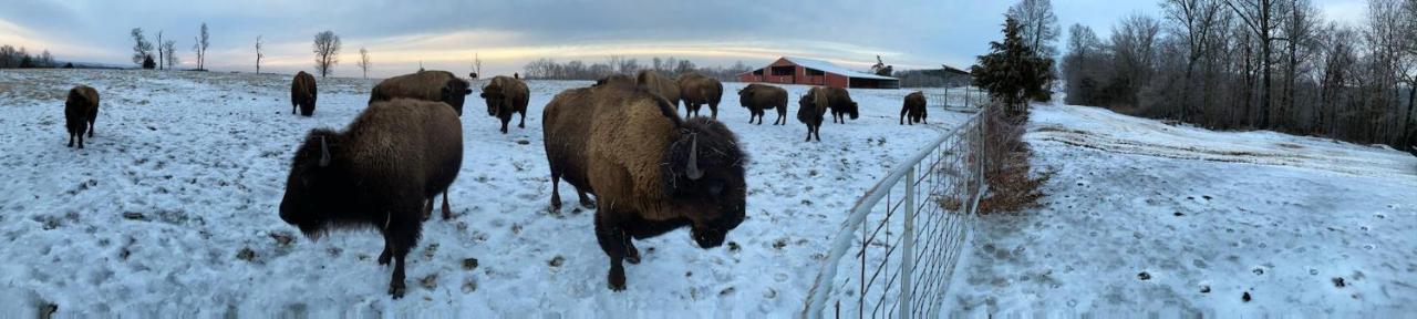 Cedar Cabin Located On A Buffalo Farm Marshall Luaran gambar